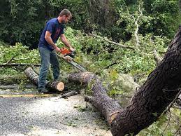 Best Tree Removal  in Highland Village, TX