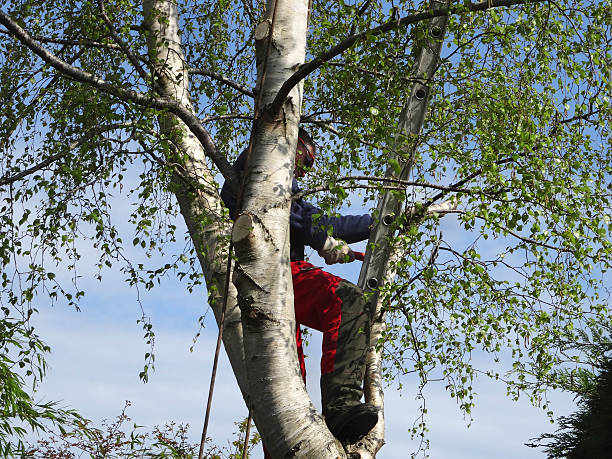 Leaf Removal in Highland Village, TX