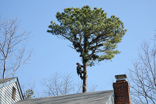 Reliable Highland Village, TX Tree Removal Services Solutions