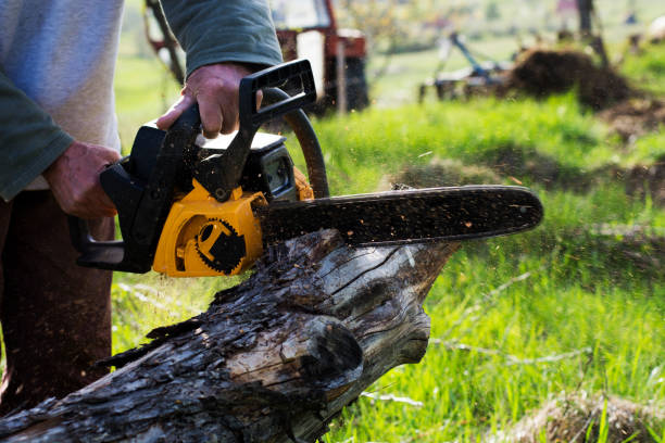 How Our Tree Care Process Works  in  Highland Village, TX